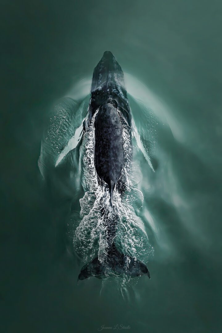 A whale in the ocean