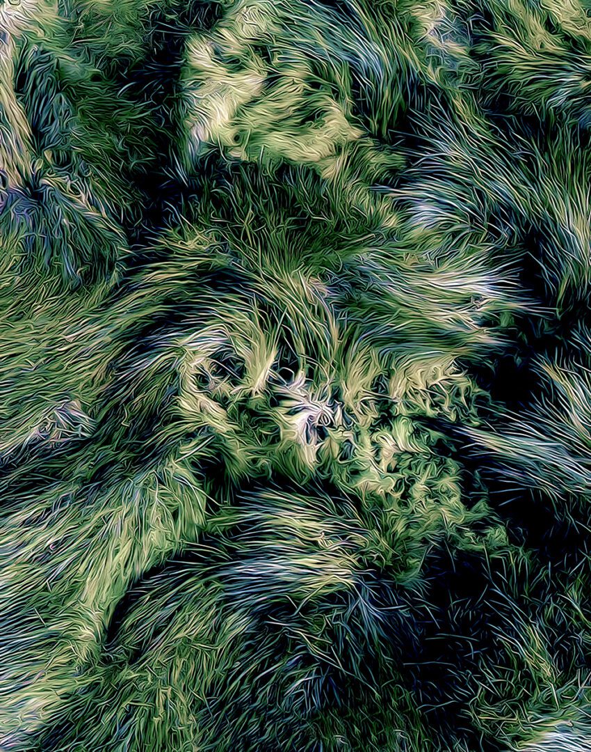 An aerial view of swampy grasses